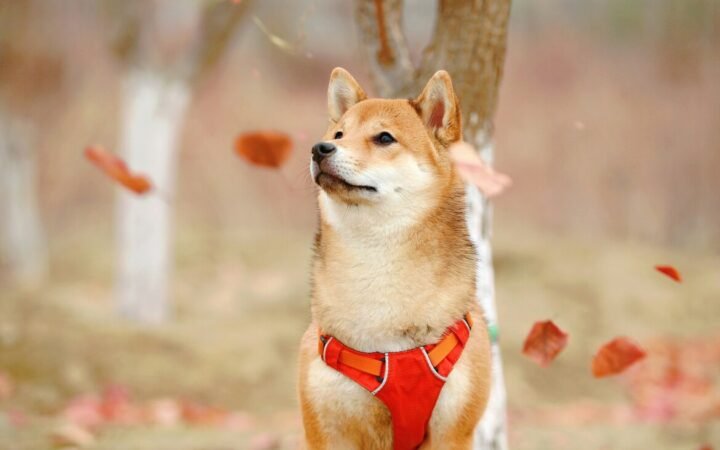 Bonk Launches ETP on SIX Swiss Exchange in Cooperation with Bitcoin Capital