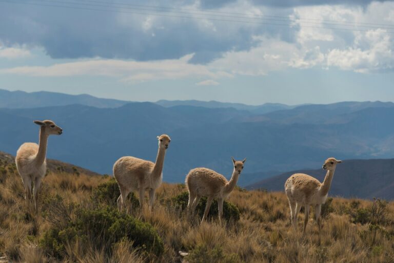 Argentine Exchange Ripio Bets on Peso Stablecoins amid Cautious 2026 Outlook