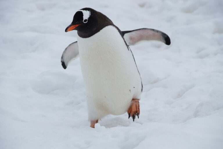 Pudgy Penguins Launches Browser-Based Game Prioritizing Gameplay Over Crypto