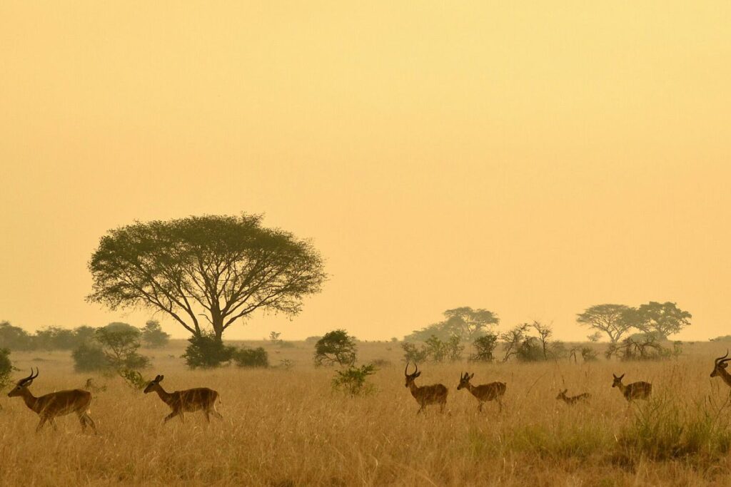 Trezor Academy Documentary: Why Africa Uses Bitcoin While West Panics Over Price