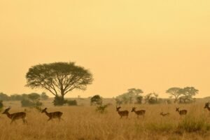 Trezor Academy Documentary: Why Africa Uses Bitcoin While West Panics Over Price