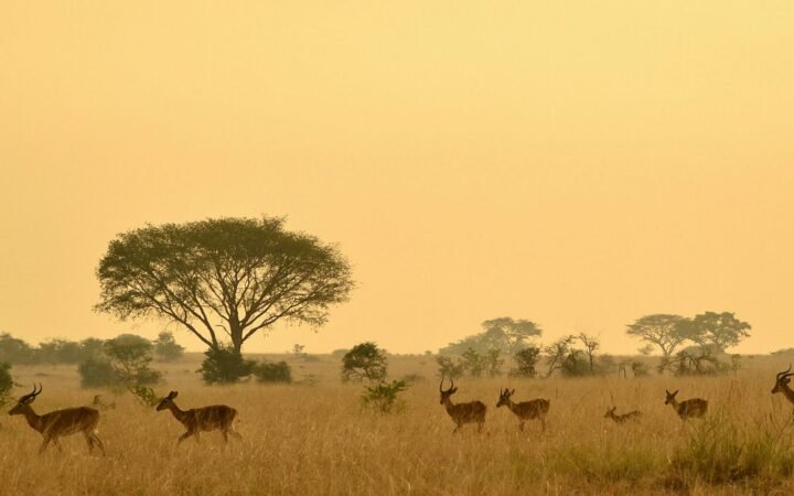Trezor Academy Documentary: Why Africa Uses Bitcoin While West Panics Over Price