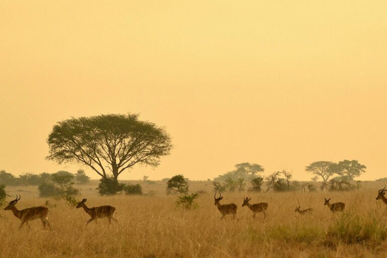 Trezor Academy Documentary: Why Africa Uses Bitcoin While West Panics Over Price