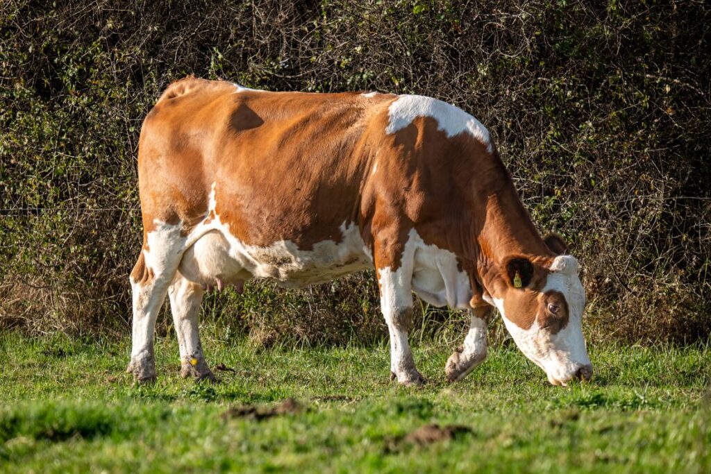 Brazil Registers First Tokenized Cow-Backed Loan on B3 Stock Exchange