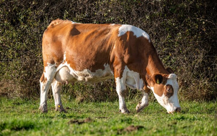 Brazil Registers First Tokenized Cow-Backed Loan on B3 Stock Exchange