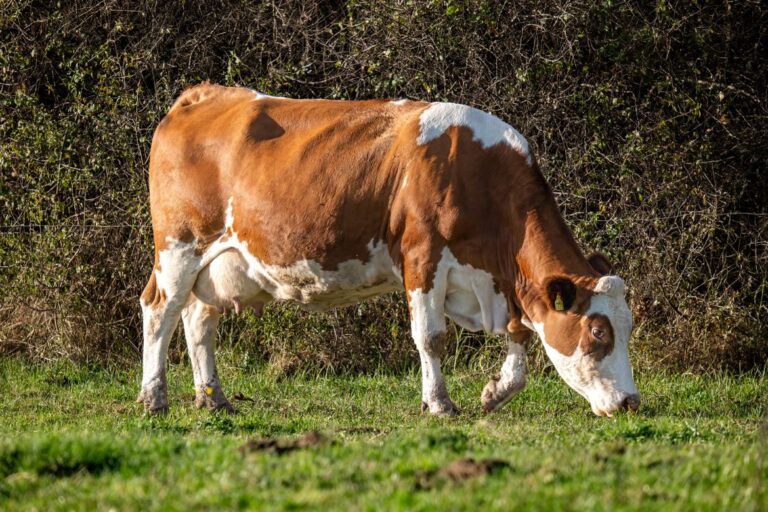 Brazil Registers First Tokenized Cow-Backed Loan on B3 Stock Exchange