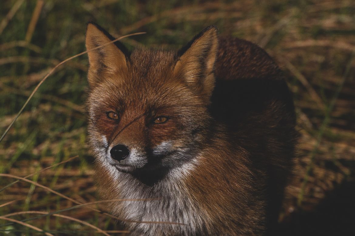 MetaMask Agent Wallet with $10K Loss Protection for AI Autonomous Trading Goes Live